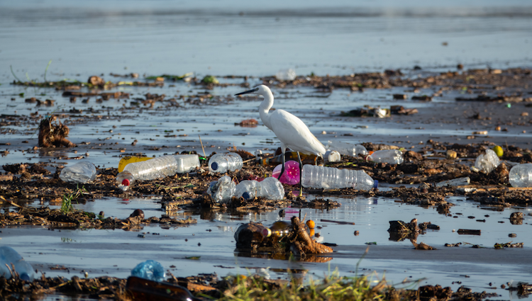 waste issues in Florida